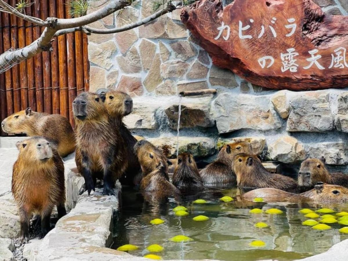 清明連假景點優惠!「線上購票」動物農場門票買一送一,樂園搭接駁車輕鬆玩 清明連假景點優惠!「線上購票」動物農場門票買一送一,樂園搭接駁車輕鬆玩