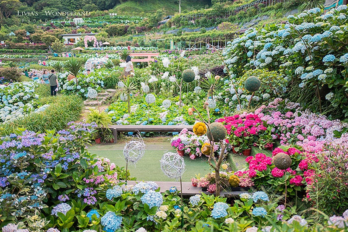2025竹子湖繡球花季開跑!台北最美繡球花海在這,門票150元可全額抵消費 2025竹子湖繡球花季開跑!台北最美繡球花海在這,門票150元可全額抵消費