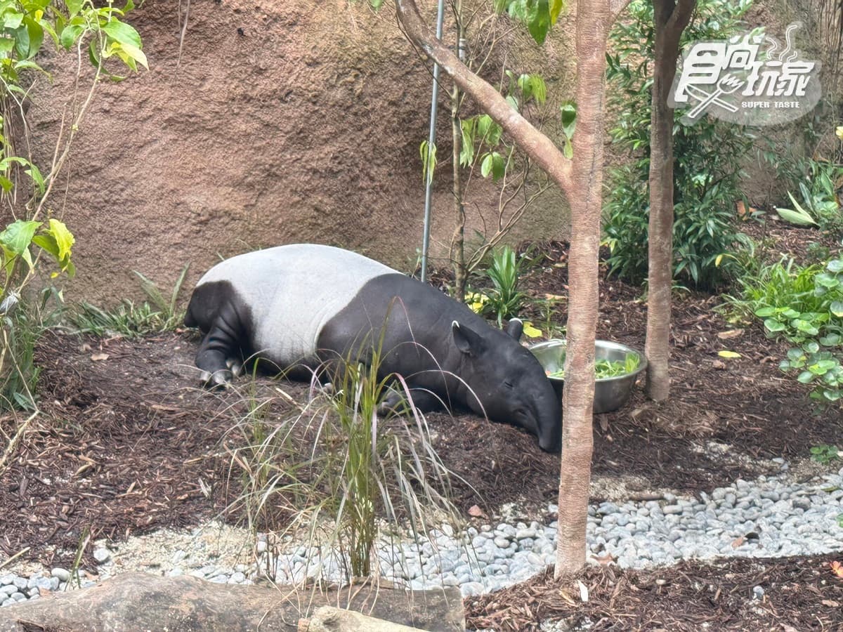 亞洲首座「雨林野生探險園」開幕!5大亮點攻略搶看:36種珍稀動物、洞穴探險 亞洲首座「雨林野生探險園」開幕!5大亮點攻略搶看:36種珍稀動物、洞穴探險