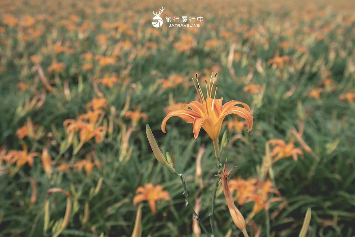 最美黃金花毯這裡拍!「2026花蓮金針花季」8月登場,即時花況、賞花景點推薦 80公頃「黃金花海」免費拍!2025花蓮金針花季開跑,花況、即時影像一次看