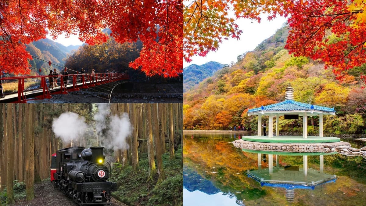 日本、韓國賞楓團開搶!滿山紅葉、銀杏美景雙收,阿里山鐵道賞楓2日輕鬆玩