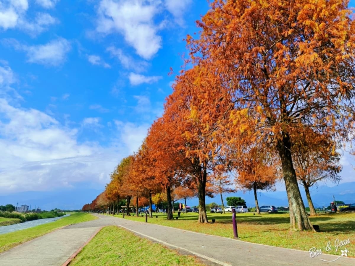 落羽松秘境解鎖!秋冬限定童話美景,全台18處落羽松景點、推薦觀賞時間 安農溪落羽松|宜蘭落羽松景點