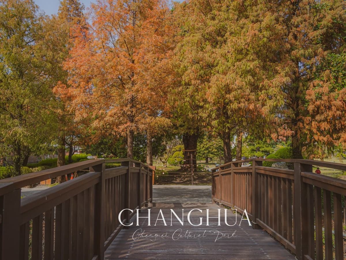 落羽松秘境解鎖!秋冬限定童話美景,全台18處落羽松景點、推薦觀賞時間 落羽松是什麼?什麼時候會變色?