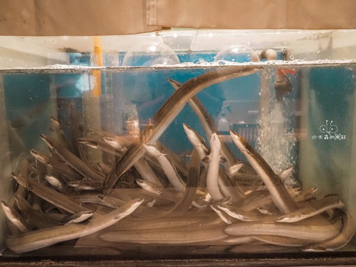 日本米其林百年手藝!免出國就能吃,台北8間「純正日本血統」鰻魚飯地圖 鰻魚前世今生:從庶民食材躍升高級料理