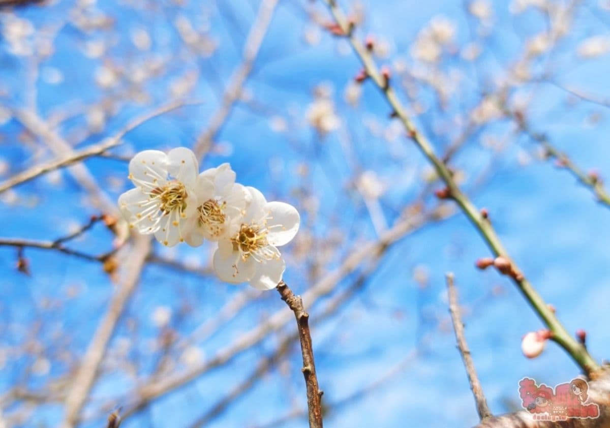 2026梅嶺最佳賞花期來了!美拍20萬株雪白梅樹,假日有免費接駁車可搭 2026梅嶺最佳賞花期來了!美拍20萬株雪白梅樹,假日有免費接駁車可搭