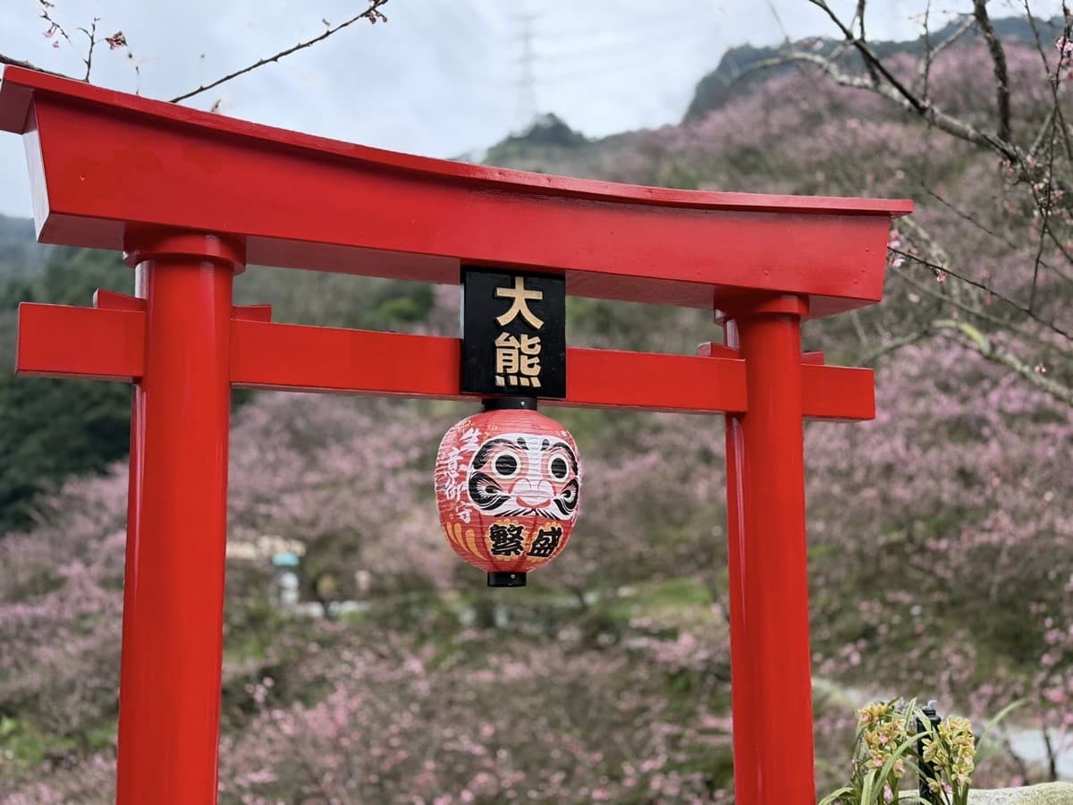 新北最強「賞櫻祕境」開放!4000棵櫻花樹、7大品種接力開花,必拍龍貓車站 新北最強「賞櫻祕境」開放!4000棵櫻花樹、7大品種接力開花,必拍龍貓車站