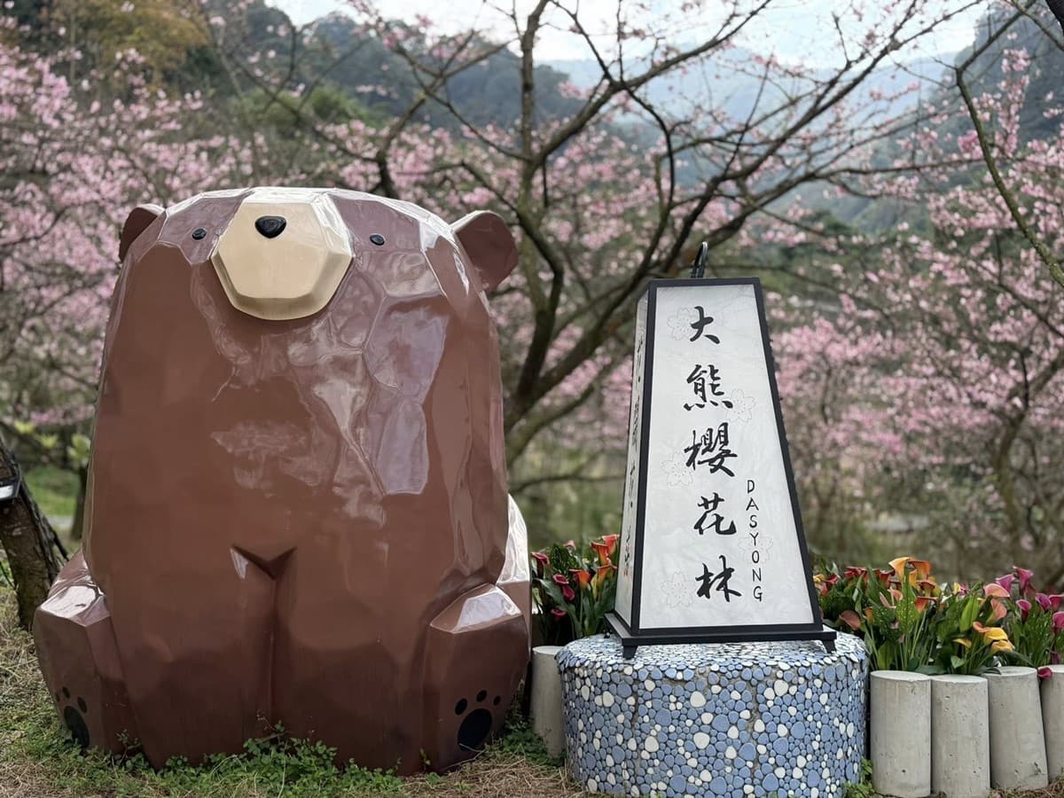 新北最強「賞櫻祕境」開放!4000棵櫻花樹、7大品種接力開花,必拍龍貓車站 新北最強「賞櫻祕境」開放!4000棵櫻花樹、7大品種接力開花,必拍龍貓車站