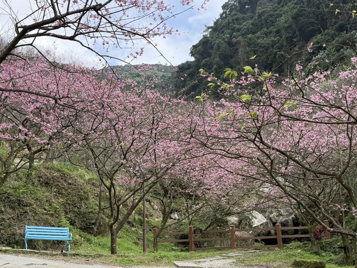 新北最強「賞櫻祕境」開放!4000棵櫻花樹、7大品種接力開花,必拍龍貓車站 新北最強「賞櫻祕境」開放!4000棵櫻花樹、7大品種接力開花,必拍龍貓車站