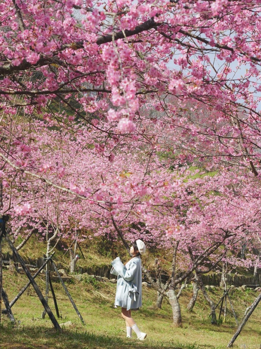 高雄最強免費賞櫻秘境!2026櫻花滿開中,美拍河津櫻粉紅花海、有免費接駁車 高雄最強免費賞櫻秘境!2026櫻花滿開中,美拍河津櫻粉紅花海、有免費接駁車