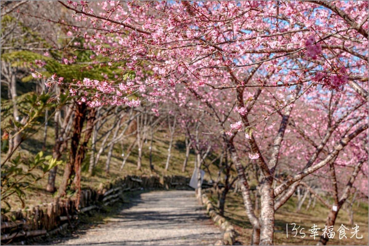 高雄最強免費賞櫻秘境!2026櫻花滿開中,美拍河津櫻粉紅花海、有免費接駁車 高雄最強免費賞櫻秘境!2026櫻花滿開中,美拍河津櫻粉紅花海、有免費接駁車
