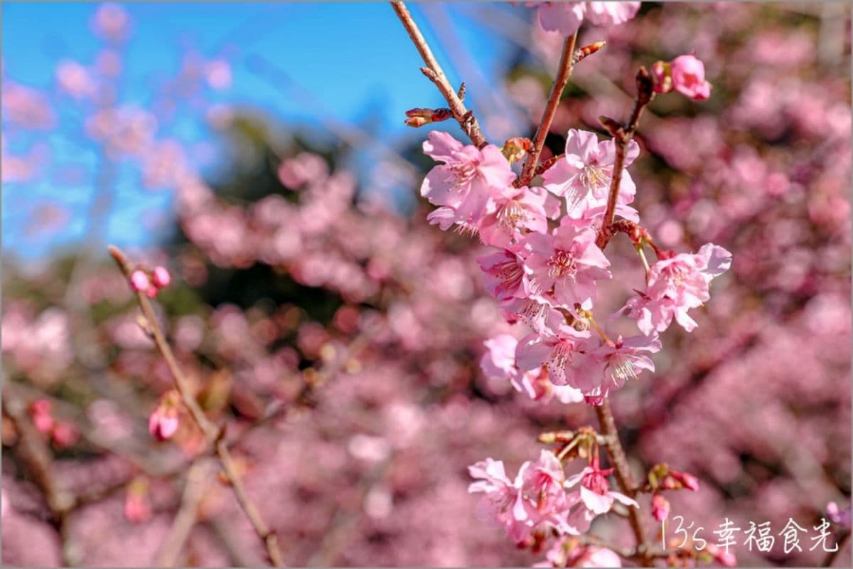 高雄最強免費賞櫻秘境!2026櫻花滿開中,美拍河津櫻粉紅花海、有免費接駁車 高雄最強免費賞櫻秘境!2026櫻花滿開中,美拍河津櫻粉紅花海、有免費接駁車