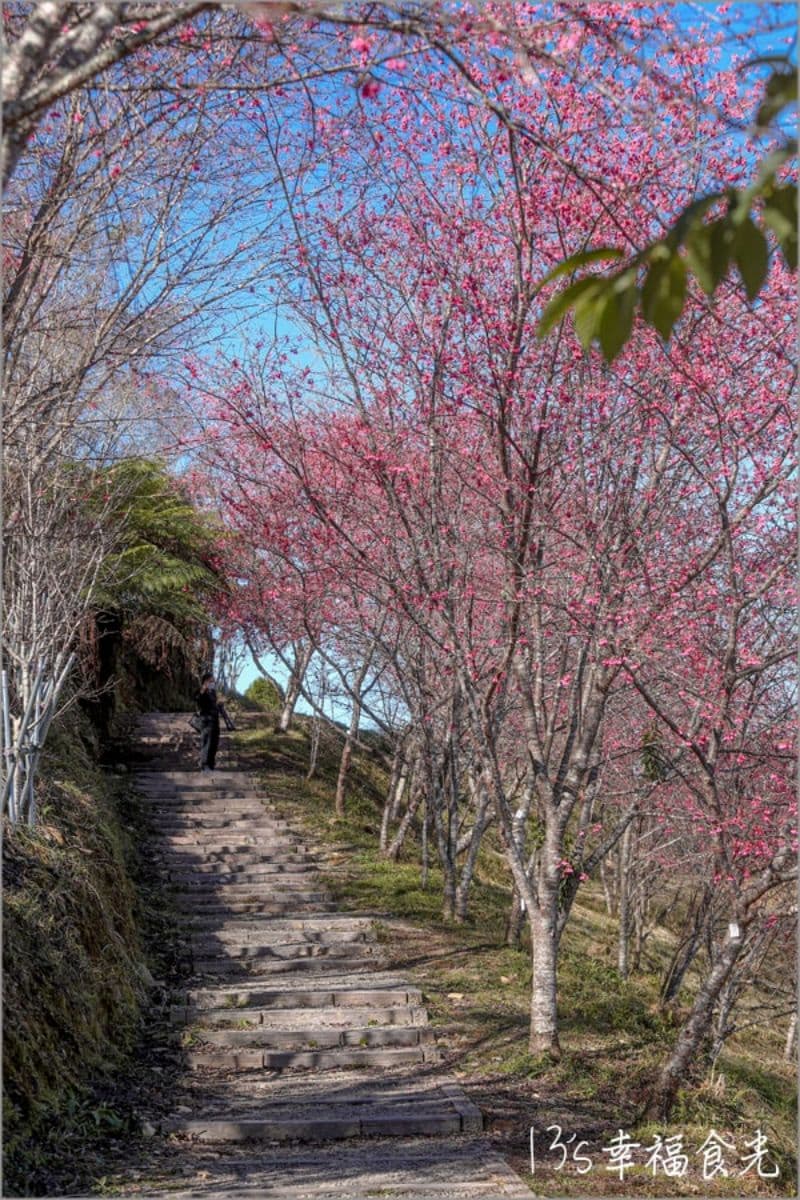 高雄最強免費賞櫻秘境!2026櫻花滿開中,美拍河津櫻粉紅花海、有免費接駁車 高雄最強免費賞櫻秘境!2026櫻花滿開中,美拍河津櫻粉紅花海、有免費接駁車