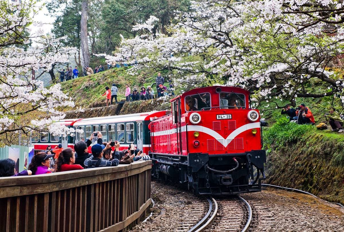 司馬庫斯、淡水天元宮都輸了!網友推薦賞櫻景點Top10,冠軍粉紅櫻花海美翻 司馬庫斯、淡水天元宮都輸了!網友推薦賞櫻景點Top10,冠軍粉紅櫻花海美翻