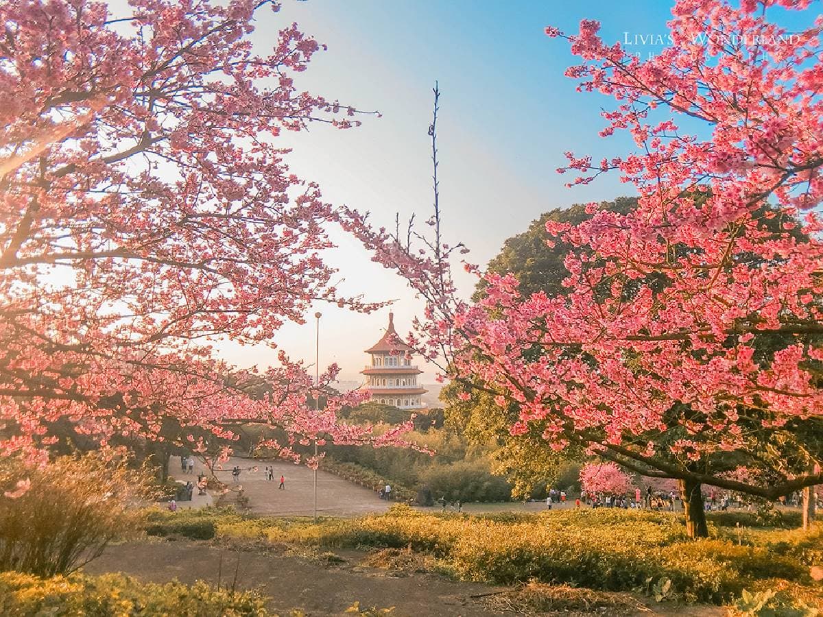 司馬庫斯、淡水天元宮都輸了!網友推薦賞櫻景點Top10,冠軍粉紅櫻花海美翻 司馬庫斯、淡水天元宮都輸了!網友推薦賞櫻景點Top10,冠軍粉紅櫻花海美翻