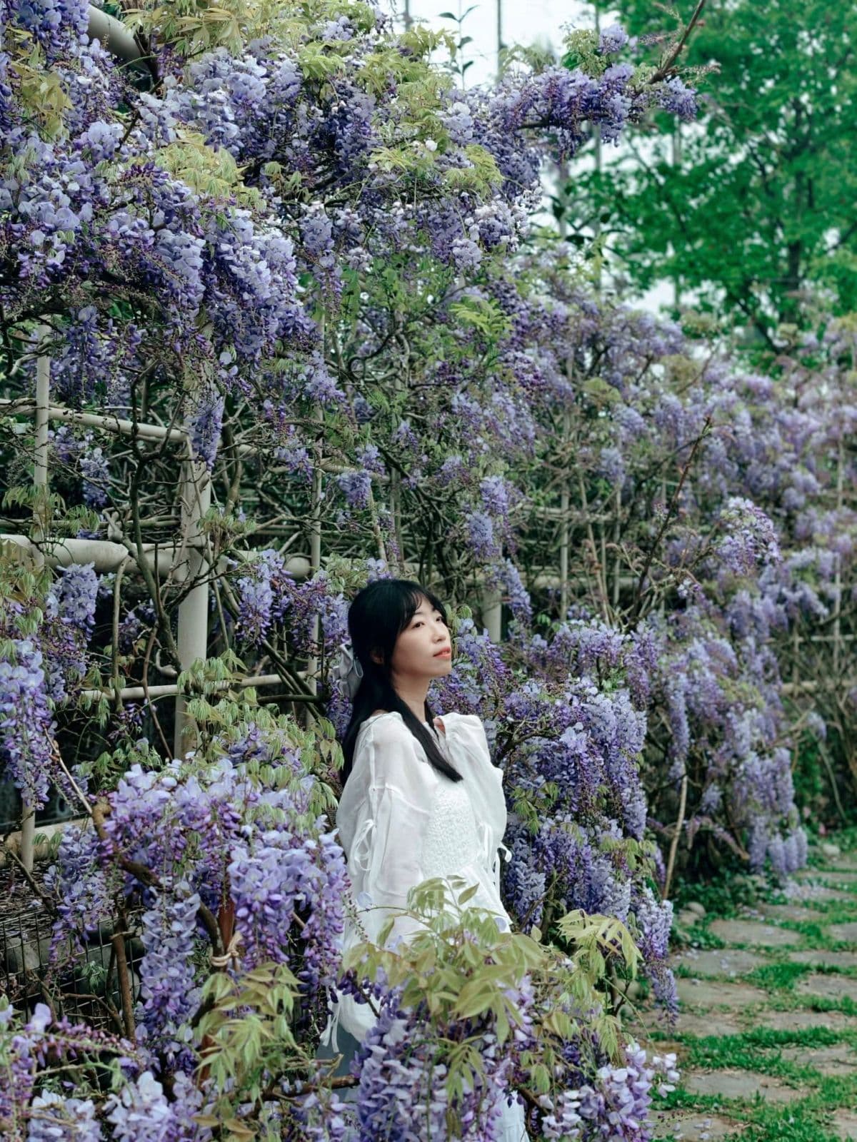 夢幻紫色花海大爆發!「2026嘉義瑞里紫藤花季」15處賞花景點推薦全攻略 夢幻紫色花海大爆發!「2026嘉義瑞里紫藤花季」15處賞花景點推薦全攻略