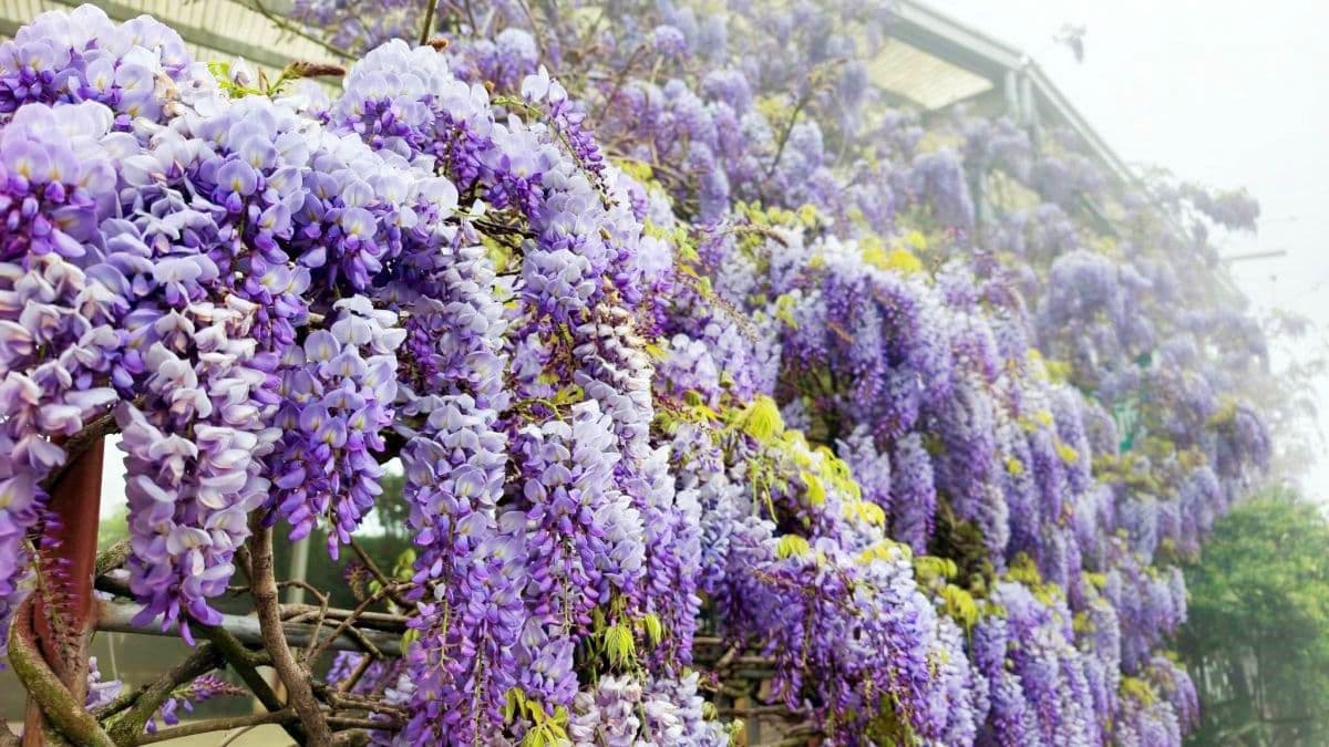 夢幻紫色花海大爆發!「2026嘉義瑞里紫藤花季」15處賞花景點推薦全攻略 夢幻紫色花海大爆發!「2026嘉義瑞里紫藤花季」15處賞花景點推薦全攻略