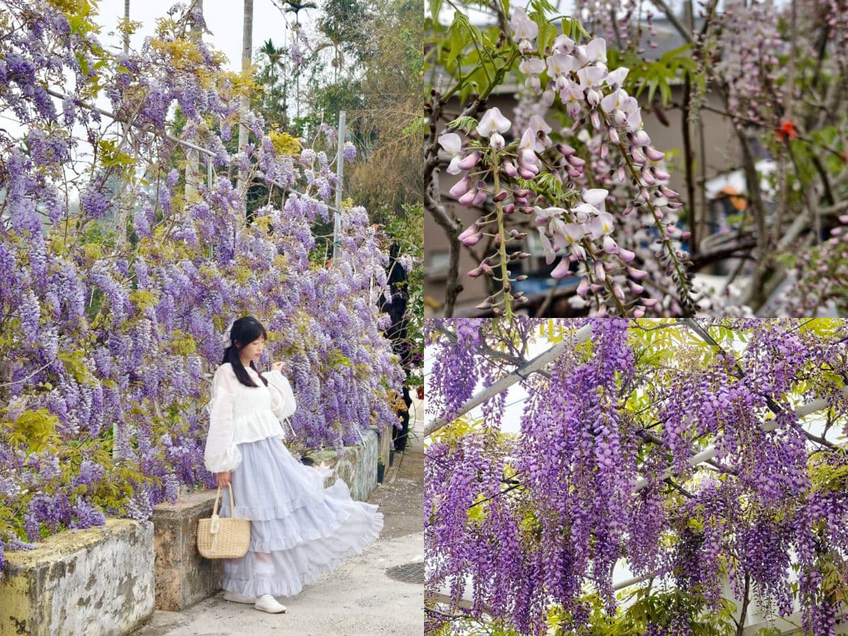 夢幻紫色花海大爆發!「2026嘉義瑞里紫藤花季」15處賞花景點推薦全攻略 夢幻紫色花海大爆發!「2026嘉義瑞里紫藤花季」15處賞花景點推薦全攻略