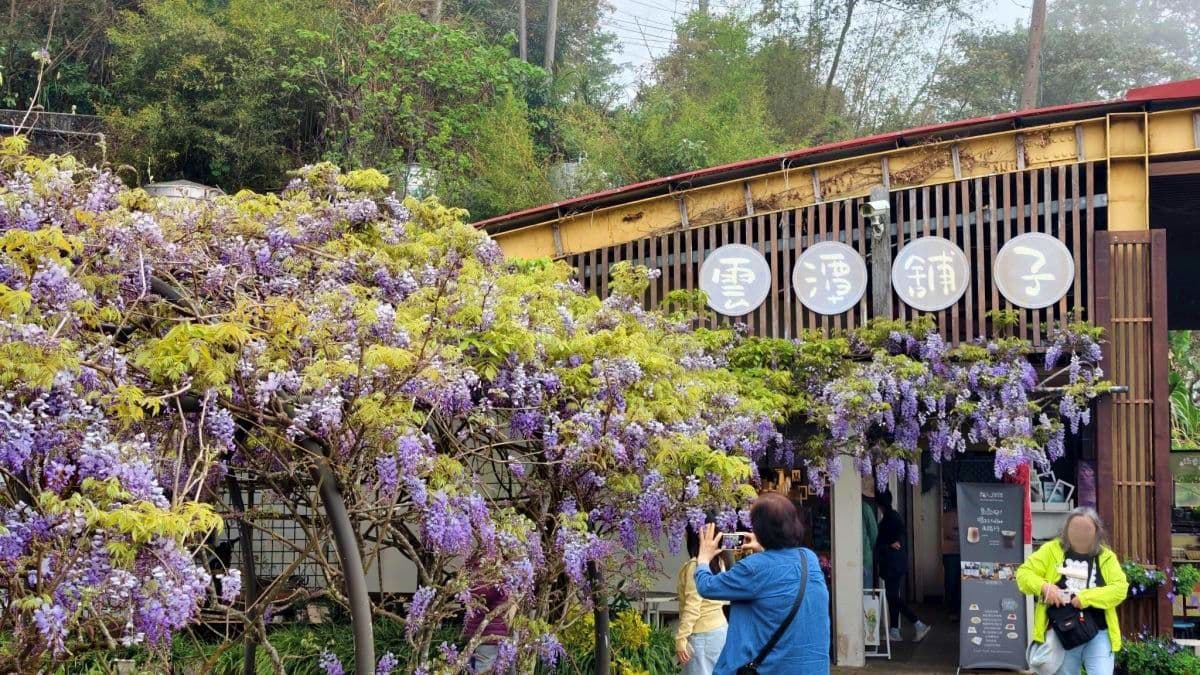 夢幻紫色花海大爆發!「2026嘉義瑞里紫藤花季」15處賞花景點推薦全攻略 夢幻紫色花海大爆發!「2026嘉義瑞里紫藤花季」15處賞花景點推薦全攻略