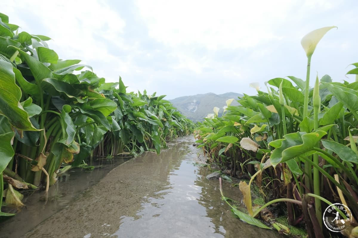 2026全台海芋地圖!桃園14萬株彩色花海美瘋,竹子湖、福壽山高山仙境一次看 2026全台海芋地圖!桃園14萬株彩色花海美瘋,竹子湖、福壽山高山仙境一次看