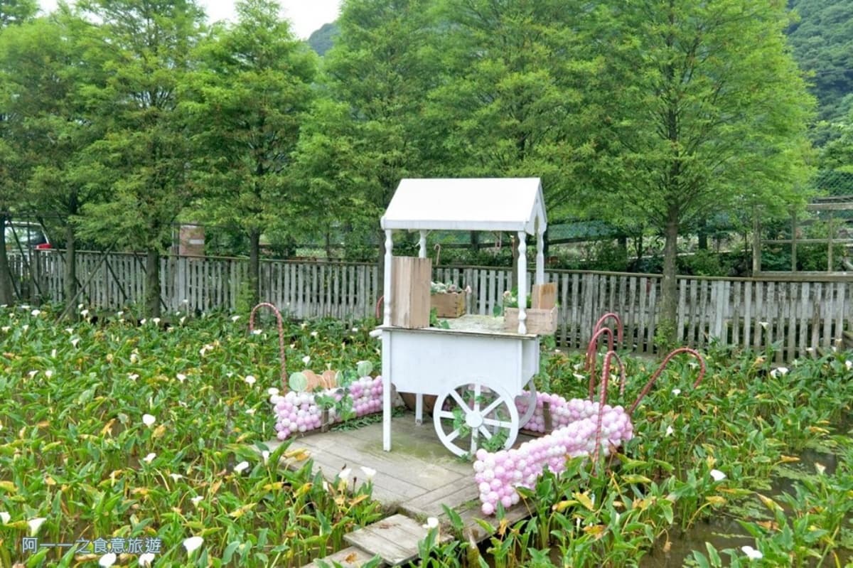 2026全台海芋地圖!桃園14萬株彩色花海美瘋,竹子湖、福壽山高山仙境一次看 2026全台海芋地圖!桃園14萬株彩色花海美瘋,竹子湖、福壽山高山仙境一次看