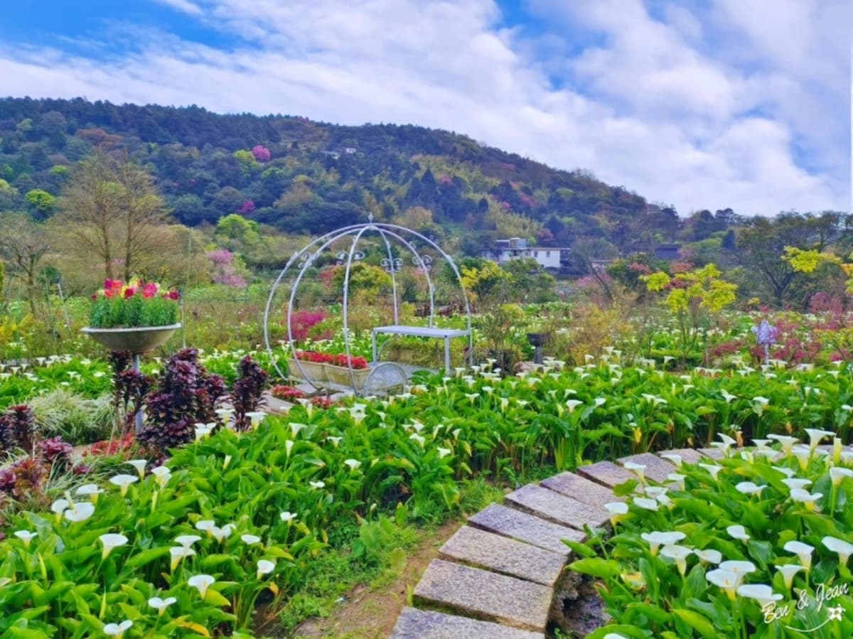2026全台海芋地圖!桃園14萬株彩色花海美瘋,竹子湖、福壽山高山仙境一次看 2026全台海芋地圖!桃園14萬株彩色花海美瘋,竹子湖、福壽山高山仙境一次看