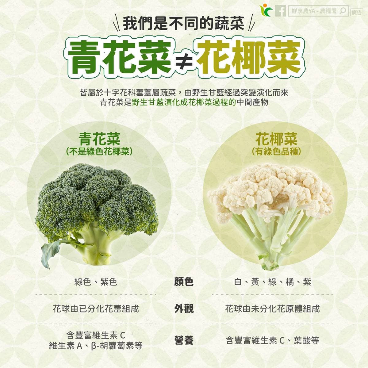 花椰菜煮錯等於白吃!醫曝「正確料理法」增強抗癌力,加碼與青花菜差別 花椰菜煮錯等於白吃!醫曝「正確料理法」增強抗癌力,加碼與青花菜差別