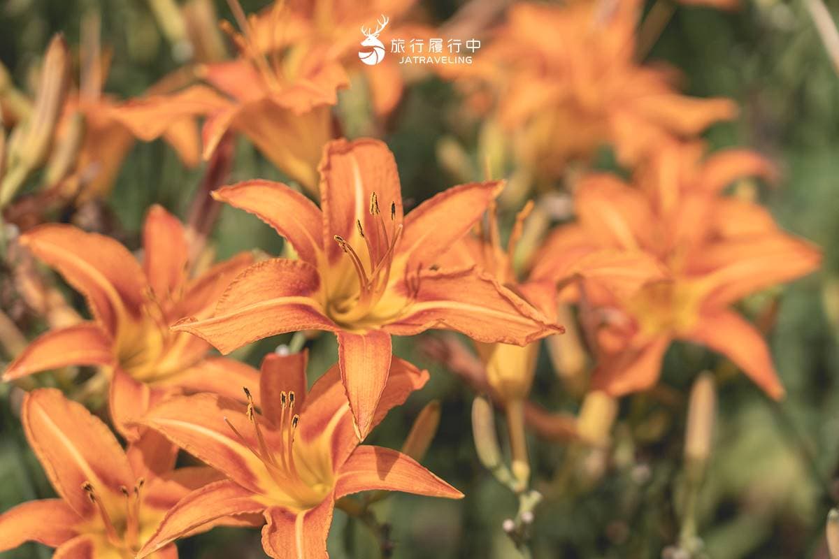天使的花毯在這!上萬坪七彩金針花、紫色馬鞭草花海美翻,門票只要100元 天使的花毯在這!上萬坪七彩金針花、紫色馬鞭草花海美翻,門票只要100元