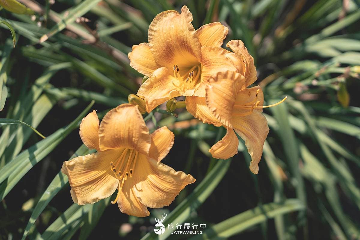 天使的花毯在這!上萬坪七彩金針花、紫色馬鞭草花海美翻,門票只要100元 天使的花毯在這!上萬坪七彩金針花、紫色馬鞭草花海美翻,門票只要100元