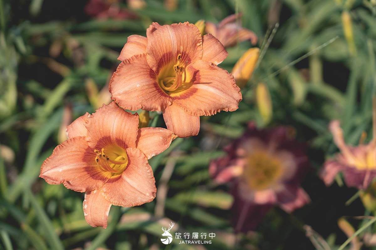 天使的花毯在這!上萬坪七彩金針花、紫色馬鞭草花海美翻,門票只要100元 天使的花毯在這!上萬坪七彩金針花、紫色馬鞭草花海美翻,門票只要100元
