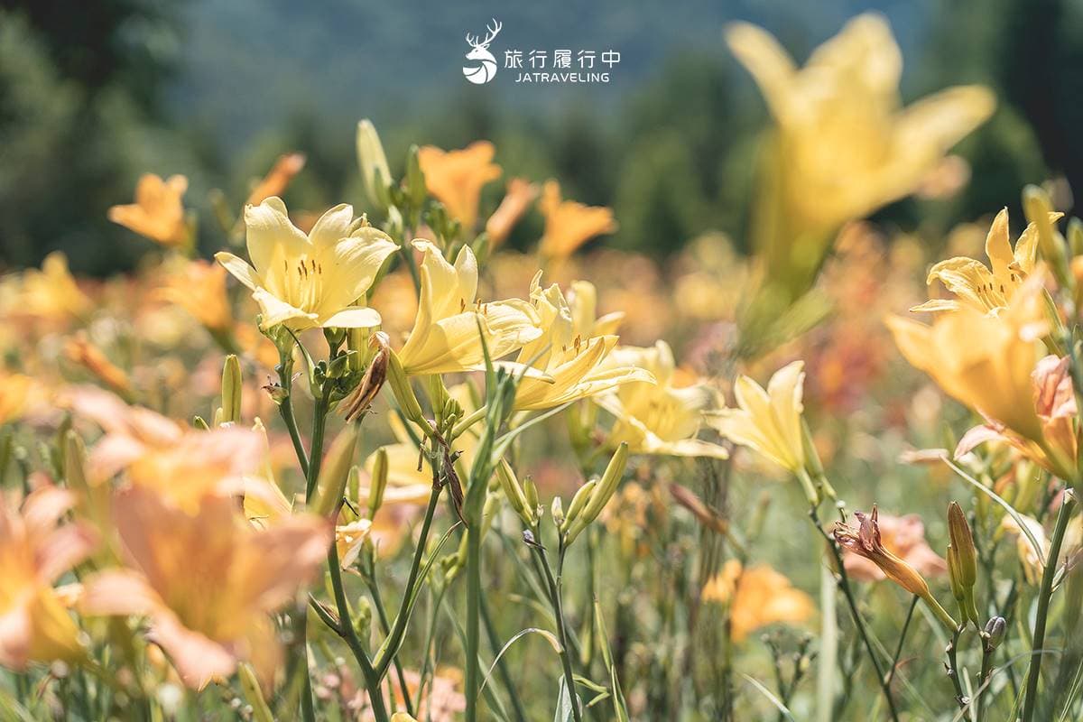 天使的花毯在這!上萬坪七彩金針花、紫色馬鞭草花海美翻,門票只要100元 天使的花毯在這!上萬坪七彩金針花、紫色馬鞭草花海美翻,門票只要100元