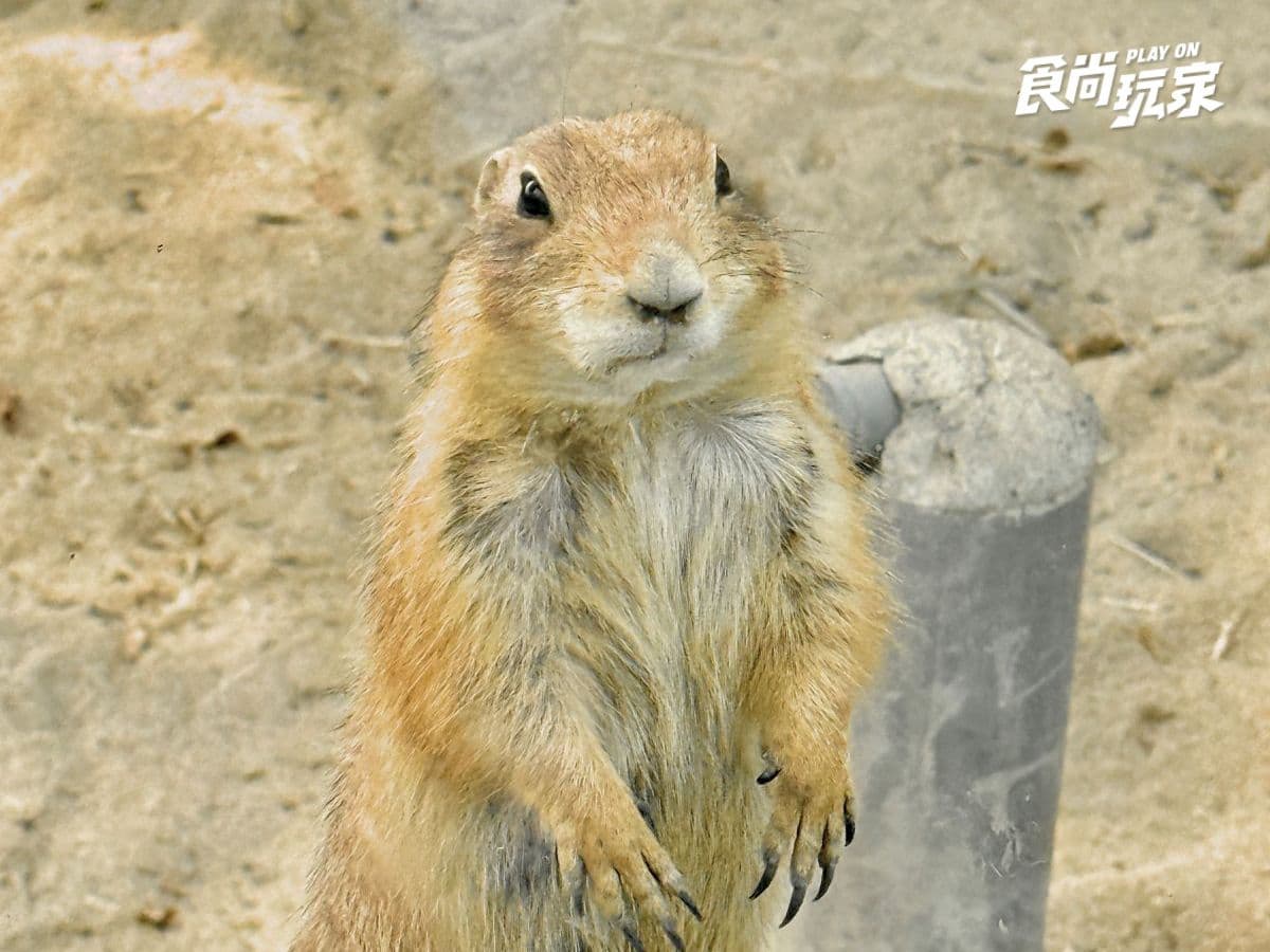 高雄最新「萌寵森林動物園」暑假優惠!大人購票小孩免費,體驗近距離餵食互動 高雄最新「萌寵森林動物園」暑假優惠!大人購票小孩免費,體驗近距離餵食互動