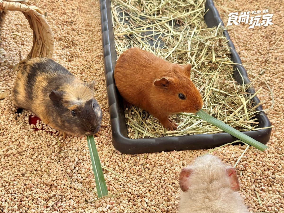 高雄最新「萌寵森林動物園」暑假優惠!大人購票小孩免費,體驗近距離餵食互動 高雄最新「萌寵森林動物園」暑假優惠!大人購票小孩免費,體驗近距離餵食互動