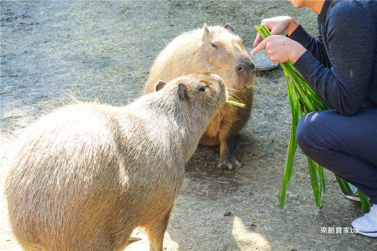 動物園、水樂園一票玩到底!台南高CP值親子景點玩整天,遊樂設施無限搭乘 動物園、水樂園一票玩到底!台南高CP值親子景點玩整天,遊樂設施無限搭乘