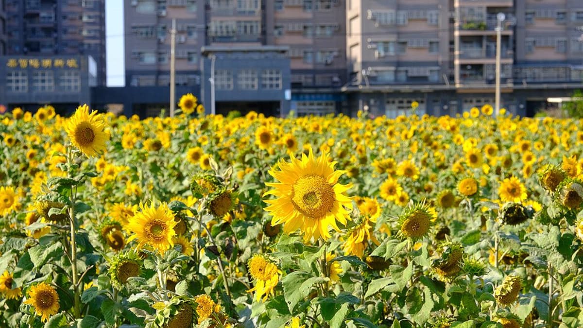 全台7大向日葵花海!1.2公頃免費花海、金黃落羽松秘境、紅色鐵橋同框 全台7大向日葵花海!1.2公頃免費花海、金黃落羽松秘境、紅色鐵橋同框