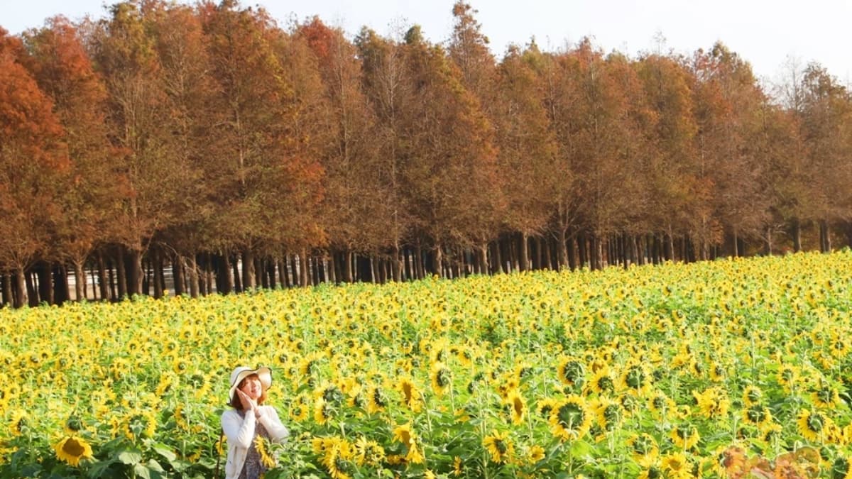 全台7大向日葵花海!1.2公頃免費花海、金黃落羽松秘境、紅色鐵橋同框 全台7大向日葵花海!1.2公頃免費花海、金黃落羽松秘境、紅色鐵橋同框