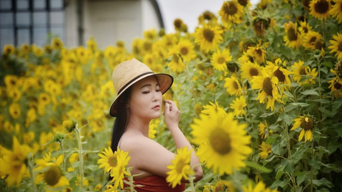 全台7大向日葵花海!1.2公頃免費花海、金黃落羽松秘境、紅色鐵橋同框 全台7大向日葵花海!1.2公頃免費花海、金黃落羽松秘境、紅色鐵橋同框