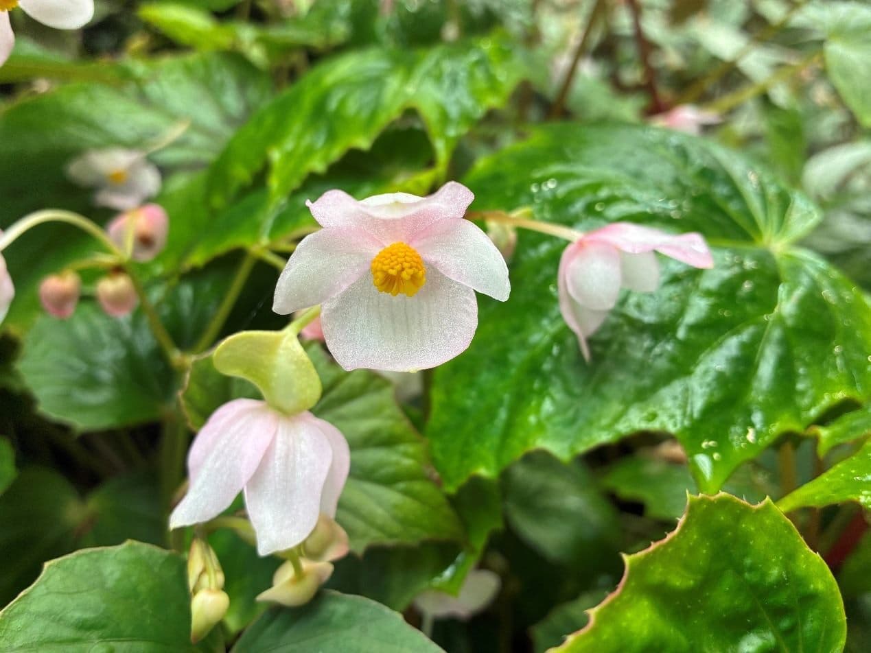 台北私房景點!這座植物園免門票、冷氣超強,外面有迷宮花園、巨型溜滑梯 台北私房景點!這座植物園免門票、冷氣超強,外面有迷宮花園、巨型溜滑梯