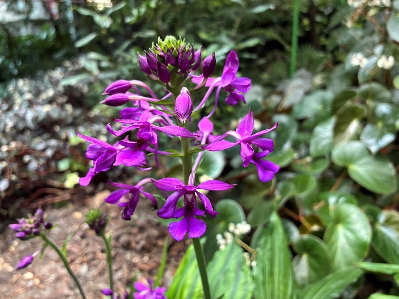 台北私房景點!這座植物園免門票、冷氣超強,外面有迷宮花園、巨型溜滑梯 台北私房景點!這座植物園免門票、冷氣超強,外面有迷宮花園、巨型溜滑梯