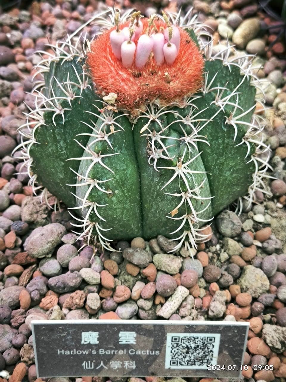 台北私房景點!這座植物園免門票、冷氣超強,外面有迷宮花園、巨型溜滑梯 台北私房景點!這座植物園免門票、冷氣超強,外面有迷宮花園、巨型溜滑梯