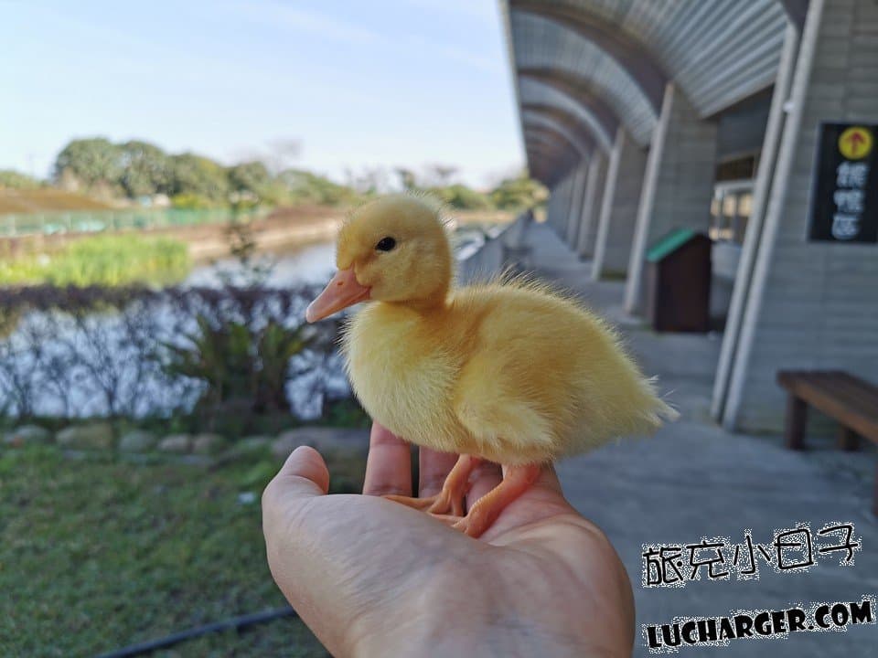 宜蘭農場推薦Top17:最新親子農場、餵食樹懶、全台首創袋鼠互動區 宜蘭農場推薦Top17:最新親子農場、餵食樹懶、全台首創袋鼠互動區