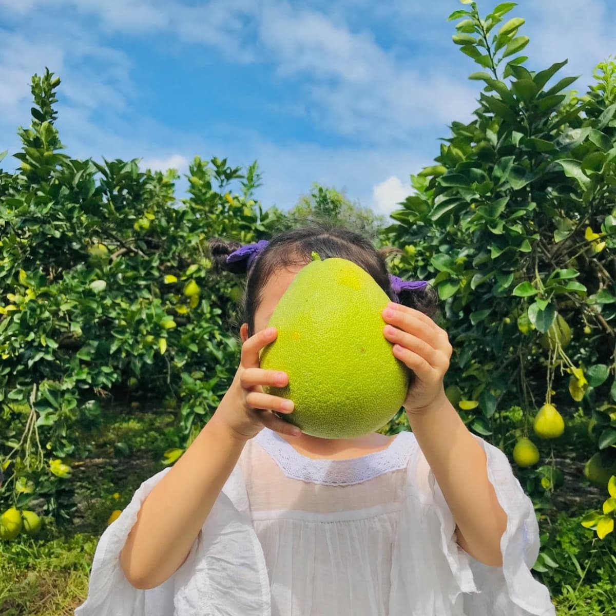 宜蘭「隱藏版柚園」!開放2天免費入園體驗採文旦,順遊「斑比山丘」看梅花鹿 宜蘭「隱藏版柚園」!開放2天免費入園體驗採文旦,順遊「斑比山丘」看梅花鹿