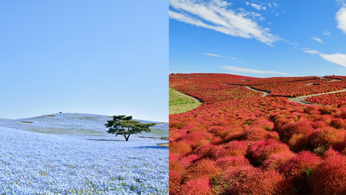 日本5大動漫聖地巡禮!朝聖鬼滅無限城、咒術澀谷事變、芙莉蓮藍色粉蝶花海 日本5大動漫聖地巡禮!朝聖鬼滅無限城、咒術澀谷事變、芙莉蓮藍色粉蝶花海