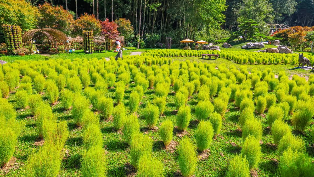 秋季限定「抹茶小丸子」來了!杉林溪波波草萌翻山谷,欣賞瀑布、雲霧山景 秋季限定「抹茶小丸子」來了!杉林溪波波草萌翻山谷,欣賞瀑布、雲霧山景