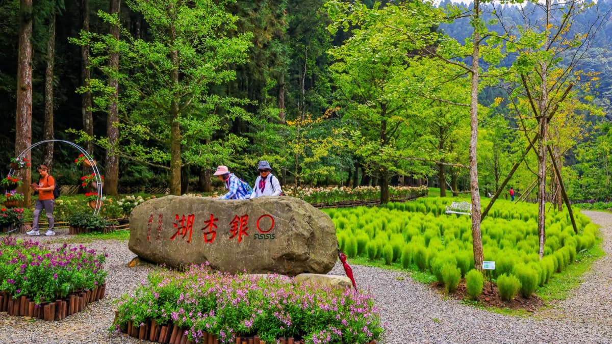 秋季限定「抹茶小丸子」來了!杉林溪波波草萌翻山谷,欣賞瀑布、雲霧山景 秋季限定「抹茶小丸子」來了!杉林溪波波草萌翻山谷,欣賞瀑布、雲霧山景