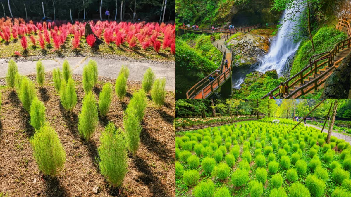 秋季限定「抹茶小丸子」來了!杉林溪波波草萌翻山谷,欣賞瀑布、雲霧山景
