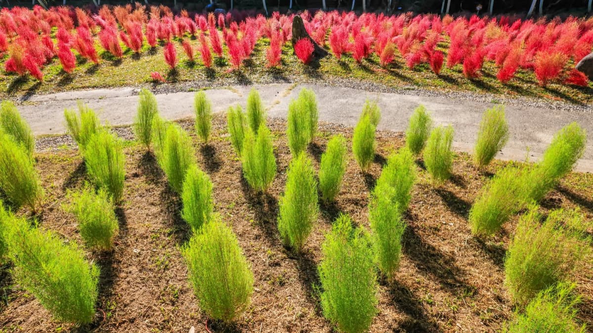 秋季限定「抹茶小丸子」來了!杉林溪波波草萌翻山谷,欣賞瀑布、雲霧山景 秋季限定「抹茶小丸子」來了!杉林溪波波草萌翻山谷,欣賞瀑布、雲霧山景