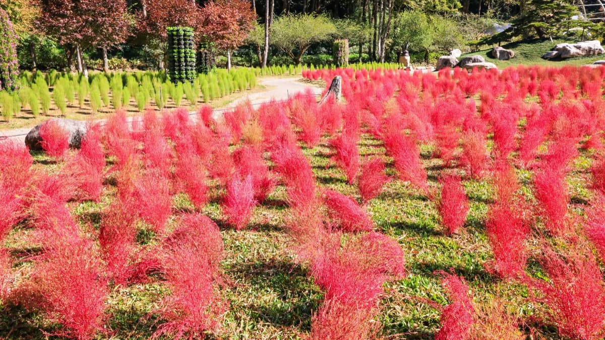 秋季限定「抹茶小丸子」來了!杉林溪波波草萌翻山谷,欣賞瀑布、雲霧山景 秋季限定「抹茶小丸子」來了!杉林溪波波草萌翻山谷,欣賞瀑布、雲霧山景