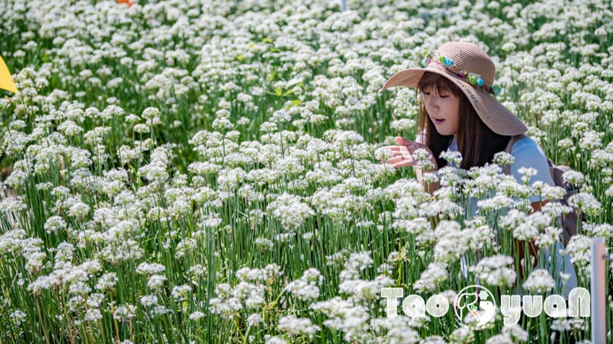 夢幻純白「九月雪」免費拍!「2026桃園韭菜花節」9月登場,搭拉拉車逛花海