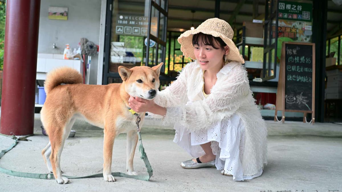 赤科山金針花海大爆發!咖啡廳窗外「整片黃金花海」,賞花、拍美照、吃肉桂捲 赤科山金針花海大爆發!咖啡廳窗外「整片黃金花海」,賞花、拍美照、吃肉桂捲