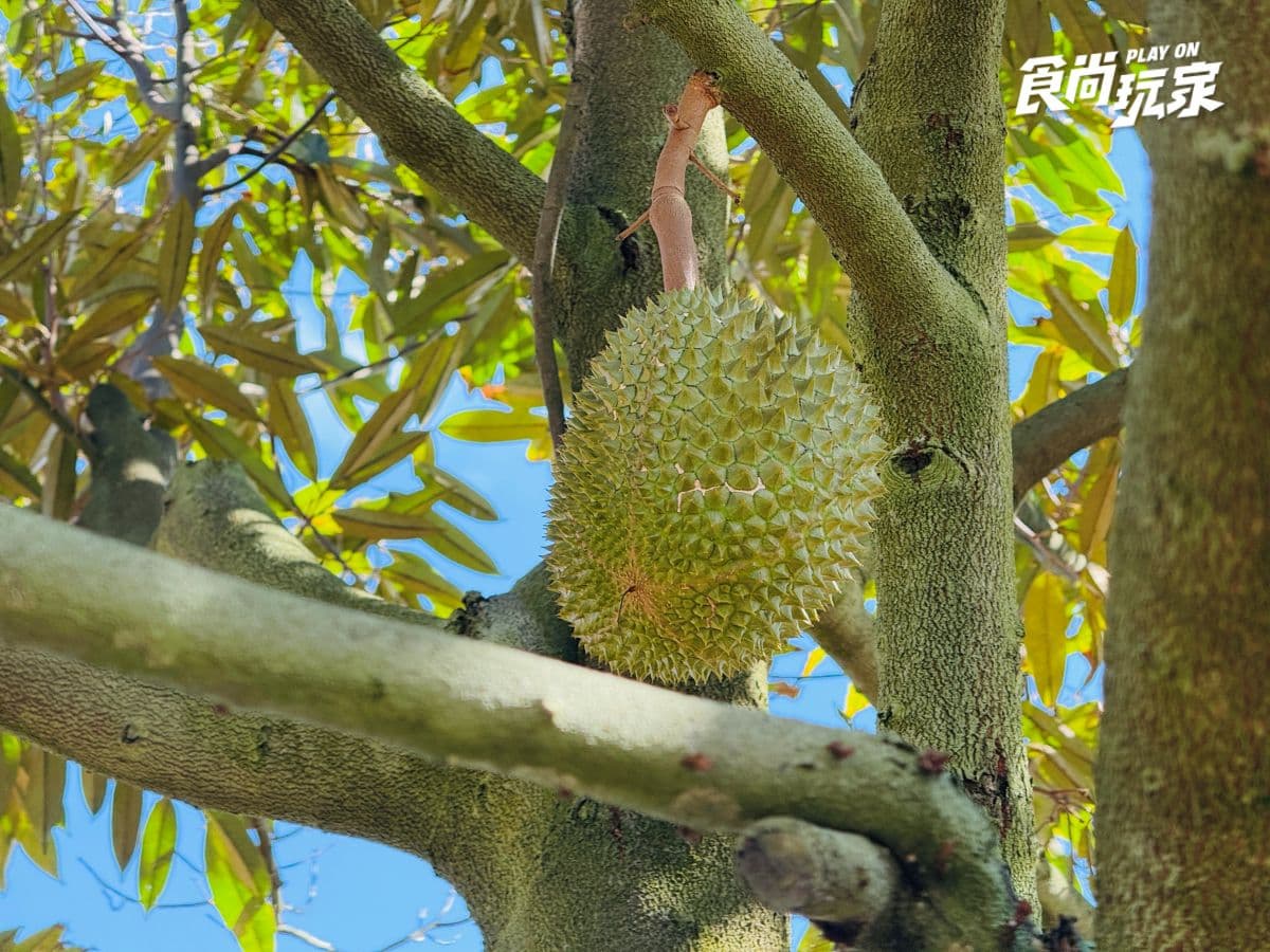 你沒玩過的馬來西亞!吉隆坡2近郊景點推薦:熱帶果園水果吃到飽、溼地探險 你沒玩過的馬來西亞!吉隆坡2近郊景點推薦:熱帶果園水果吃到飽、溼地探險